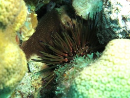 75 Reef Urchin IMG 4027